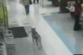 Shoplifting Dog