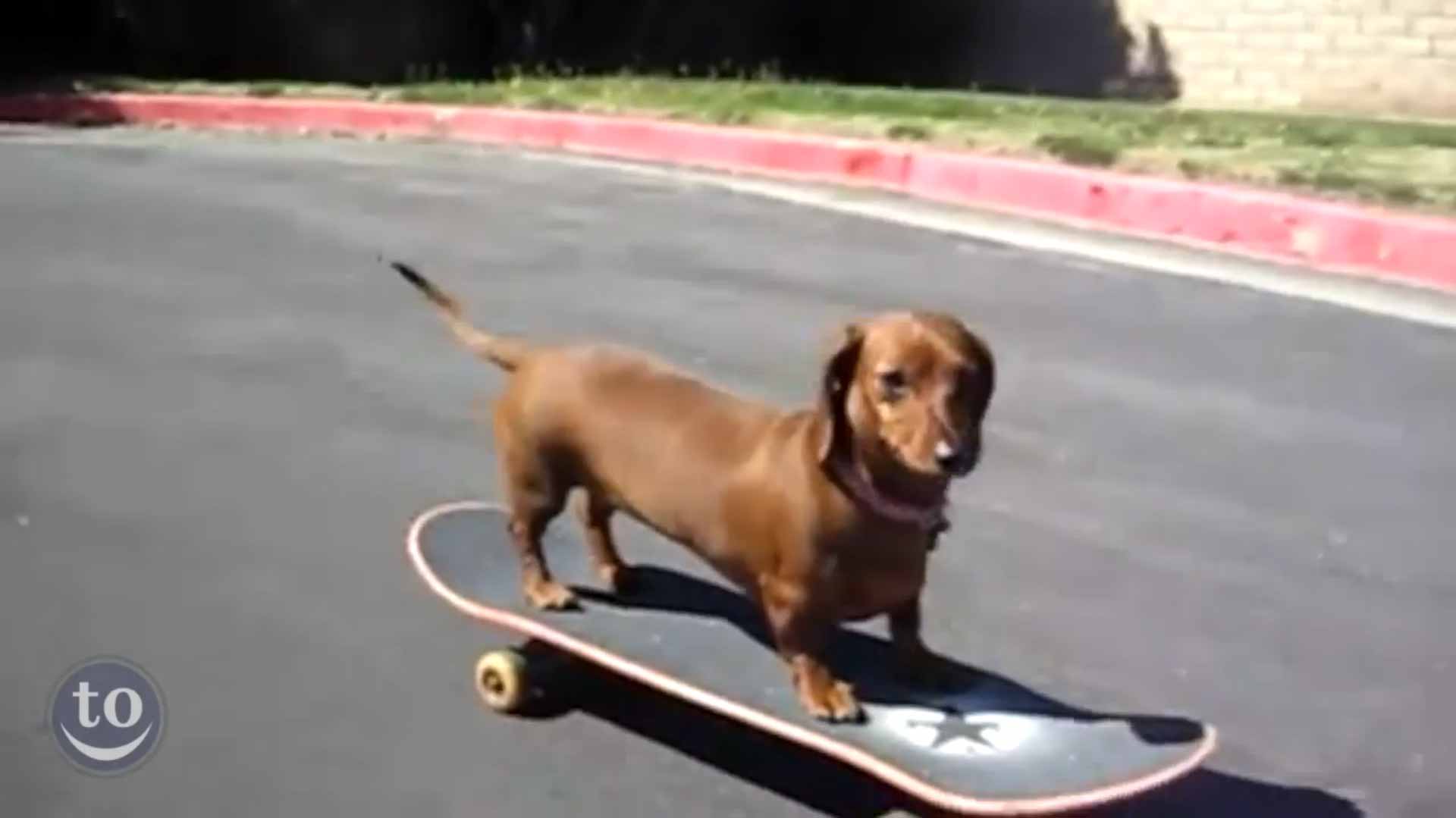 Skateboarding Animals Compilation Skateboarding Animals Compilation
