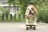 Skateboarding Dog