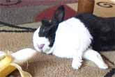 Sleeping Rabbit Wakes Up At The Sound Of A Banana