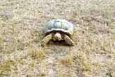 Sliding Tortoise