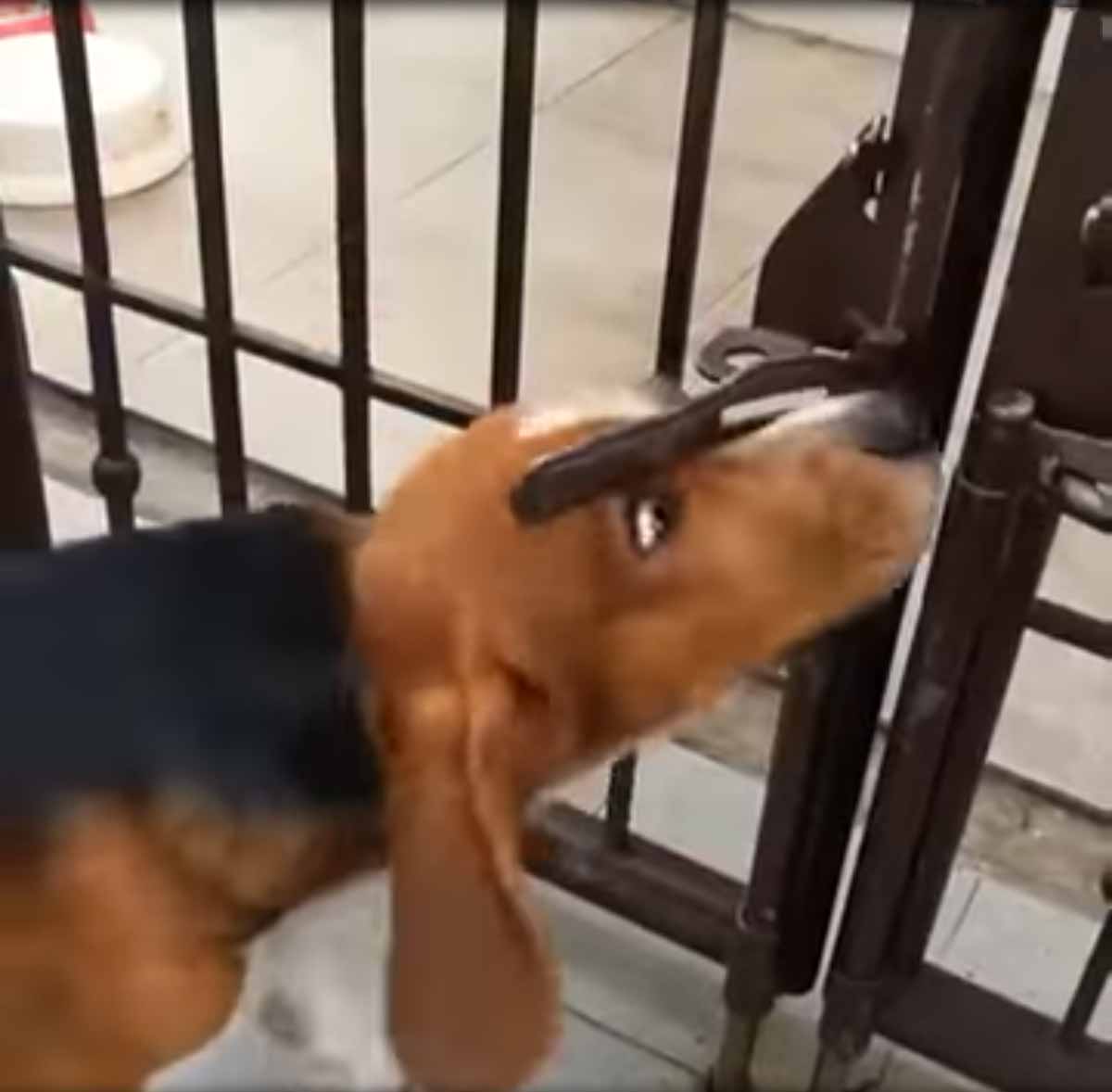 Smart And Funny Animals Smart And Funny Animals