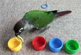 Smart Parrot With Color Sense