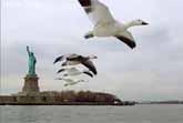 Geese Fly-By NY