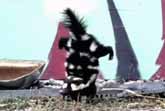 Skunk Handstand