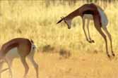 Springboks Jumping For Joy