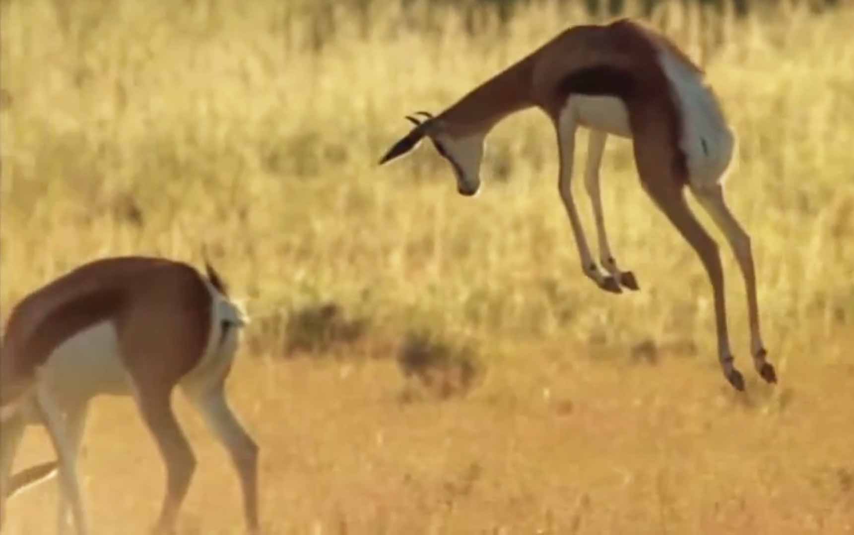 Springboks Jumping For Joy