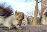 Squirrel Grabs Video Camera And Takes It Up A Tree
