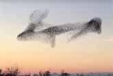 Starlings Peform Awesome Aerial Acrobatics To Escape A Falcon