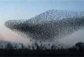 Starlings Aerial Display