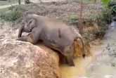 Stuck Baby Elephant Gets Help From Her Aunt