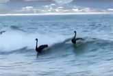 Surfer Swans