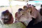 Taigan Lion Park - Where Lions Hug Tourists
