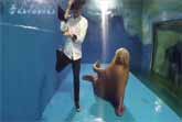 Talented Walrus Dances To Michael Jackson 