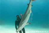 Taming A Shark