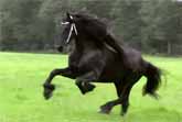 The Beautiful Friesian Horse