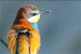 The Birds Of Spain
