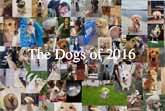 The Dogs of 2016