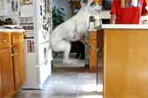 The Jumping Italian Greyhound