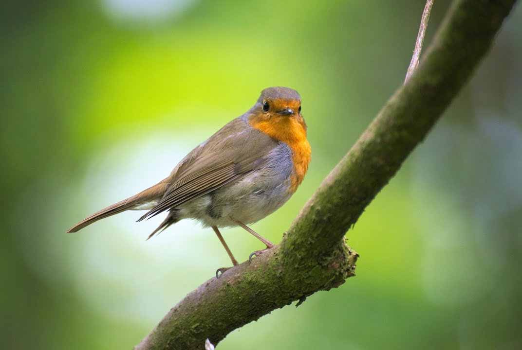 Nightingale singing, The best bird song in the world