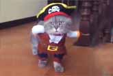 The Pirate Cat