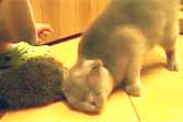 The Proper Way To Brush A Cat ... Is With A Hedgehog
