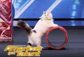 The Savitsky Cats Amazing Performance At America's Got Talent 2018