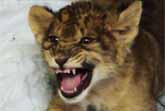 Baby Lion Roar
