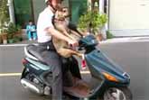 This Dog Knows The Right Way To Get On A Motorcycle
