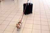 Tiny Dog Pulls Big Suitcase
