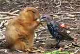 Tolerant Prarie Dog