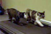 Treadmill Kittens