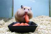 Very Greedy Hamster