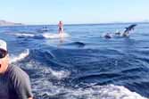 Wakeboarding with Dolphins in the Sea of Cortez
