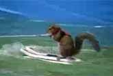 Water-Skiing Squirrel