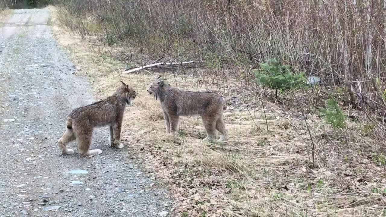 What Does The Lynx Say?
