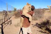 What Happens When A Man Sets A Lion Free From His Enclosure