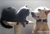 Why Don't You Love Me? - Dogs Trying To Be Be Friends With Cats