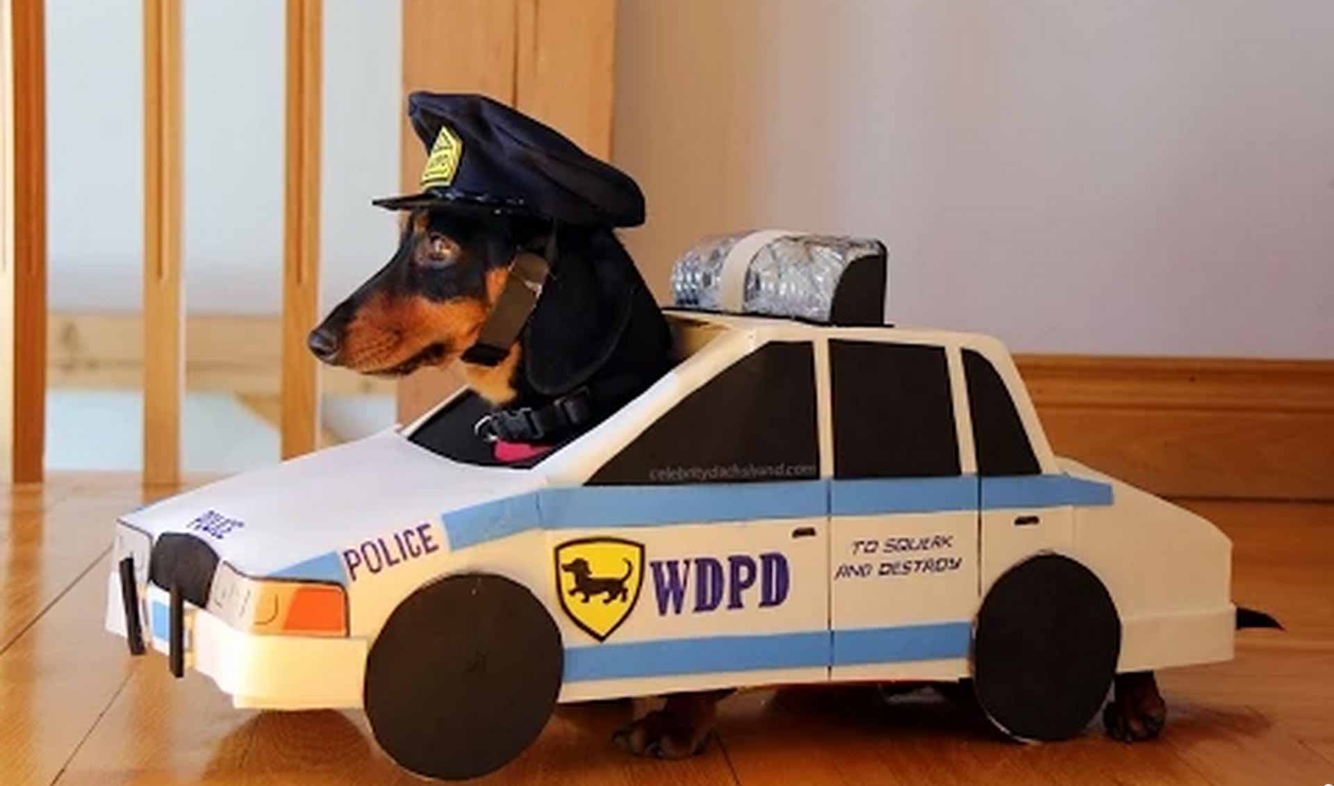 Такси такса телефон. Машина в костюме собаки. Смешные полицейские машины. Собака в полицейской машине. Такса полиция.