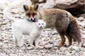 Wild Cat And Fox Are Best Friends
