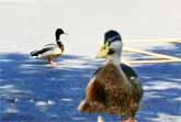 Wild Duck Brings His Girlfriend To Meet His Rescuer