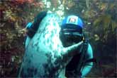 Wild Grey Seal Gives Big Hug to Human Diver