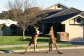 Wild Kangaroo Street Fight In Australia