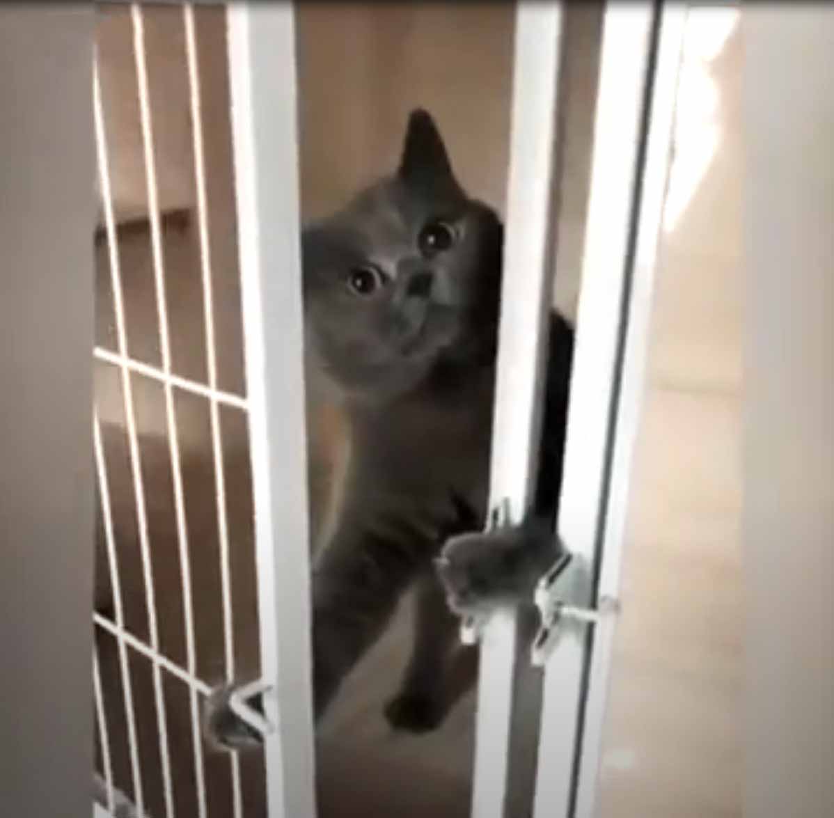 World's Greatest Animal Escape Artists World's Greatest Animal Escape Artists