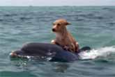 Dolphin and Dog