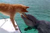 Dolphin and Dog